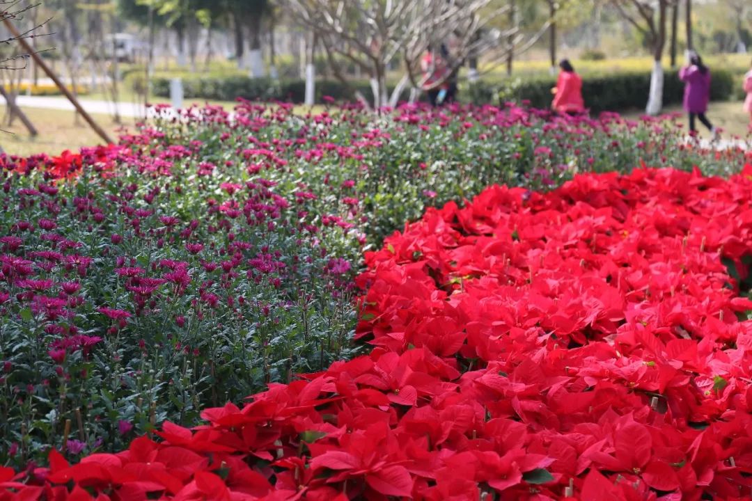 春暖花开下的网络交流平台——春暖花开性吧论坛