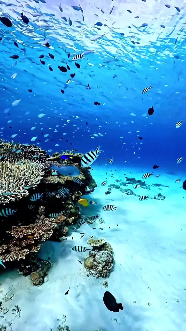 探索JAPONENSIS的魅力，JAVAHDTV365的科技之旅-第3张图片