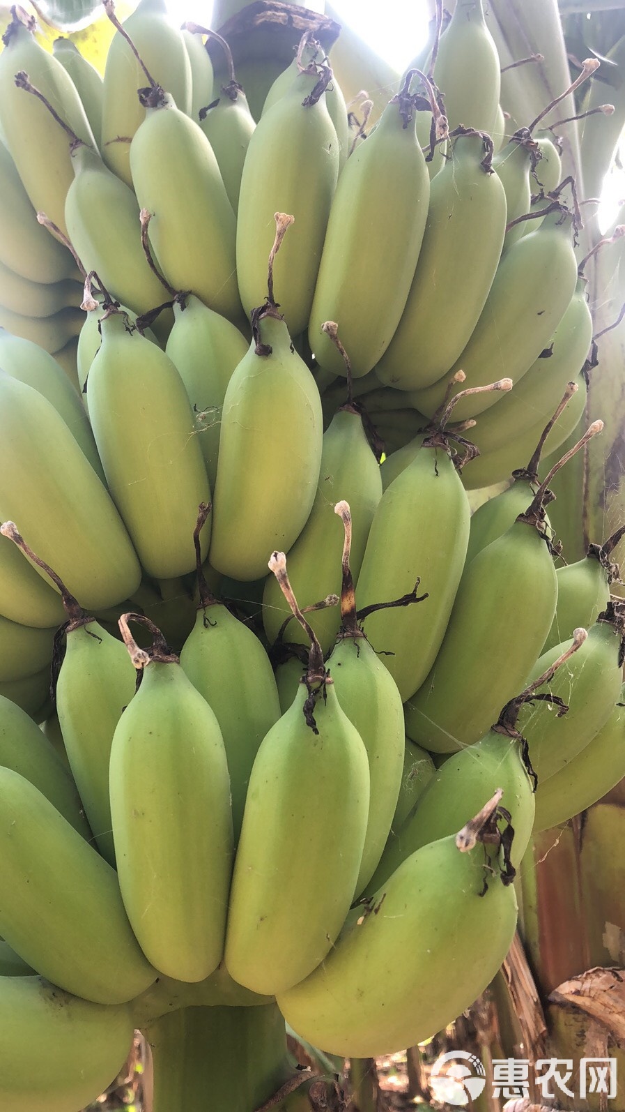 香蕉在线精品视频在线探索香蕉在线精品视频的魅力
