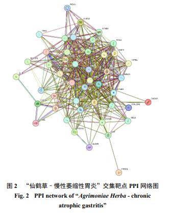 国产视频的多元性与市场发展探讨
