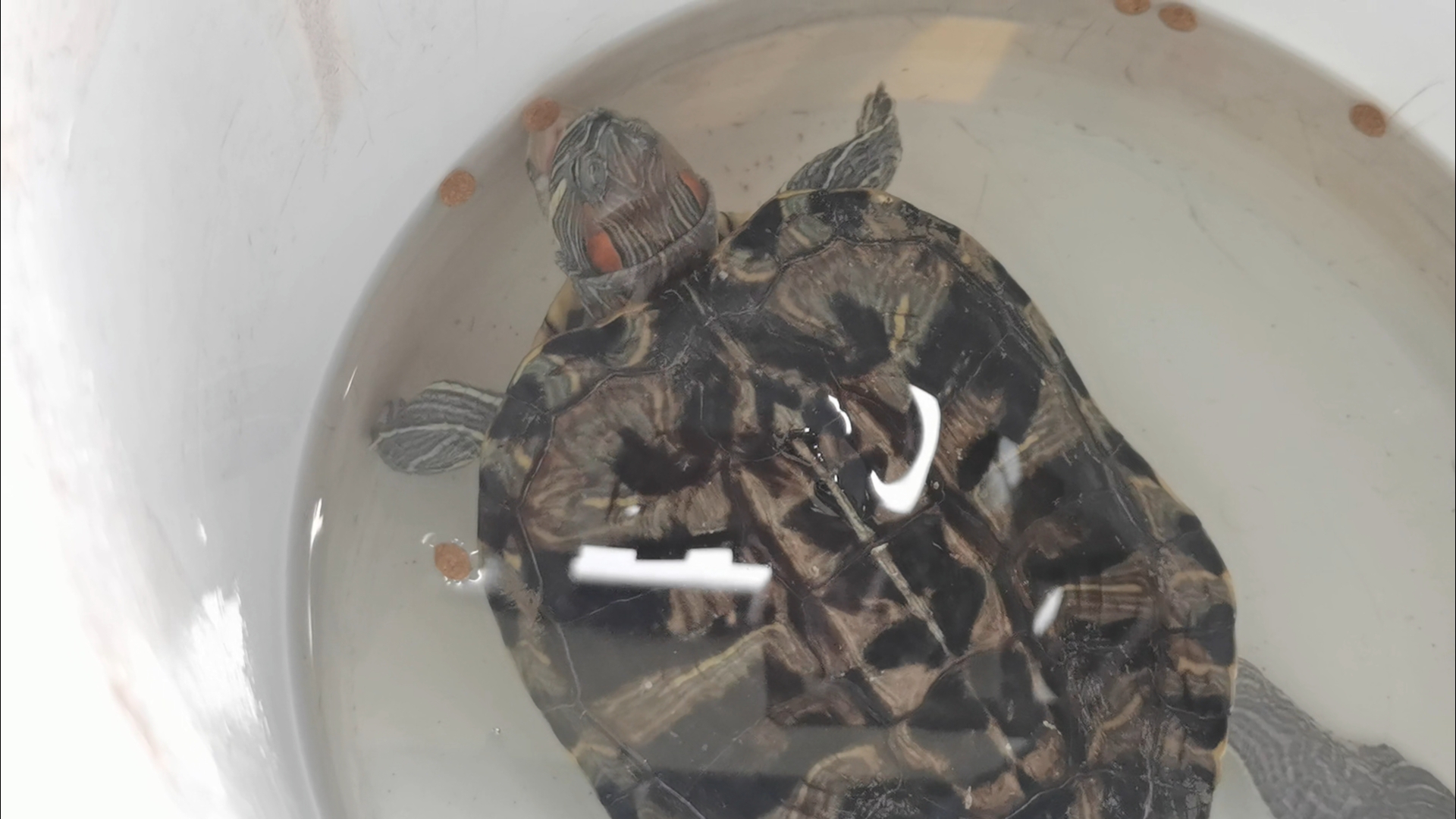 公么大龟弄得我好舒服秀婷秀婷的奇妙体验，与巨大龟的舒适互动